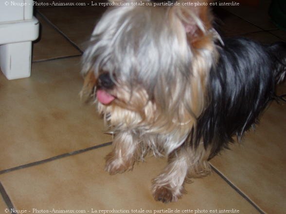 Photo de Yorkshire terrier