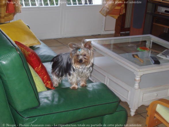 Photo de Yorkshire terrier