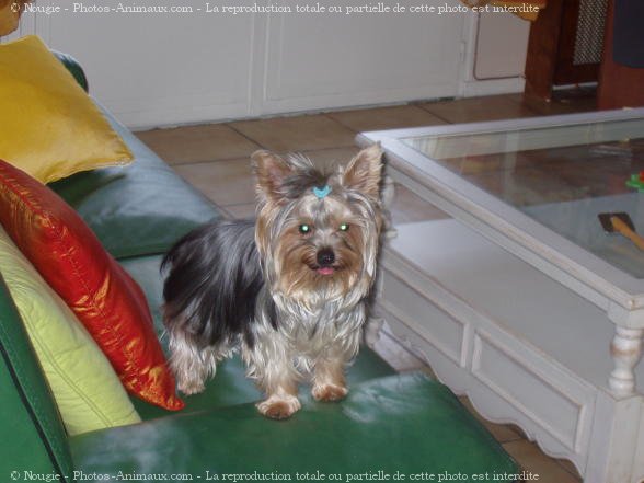 Photo de Yorkshire terrier