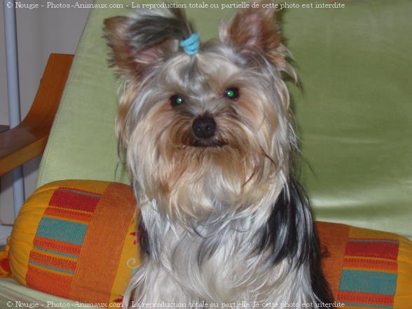 Photo de Yorkshire terrier