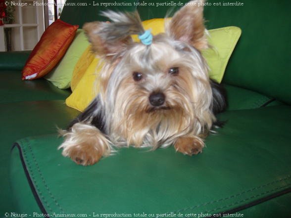 Photo de Yorkshire terrier