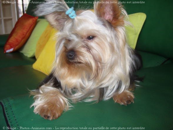 Photo de Yorkshire terrier