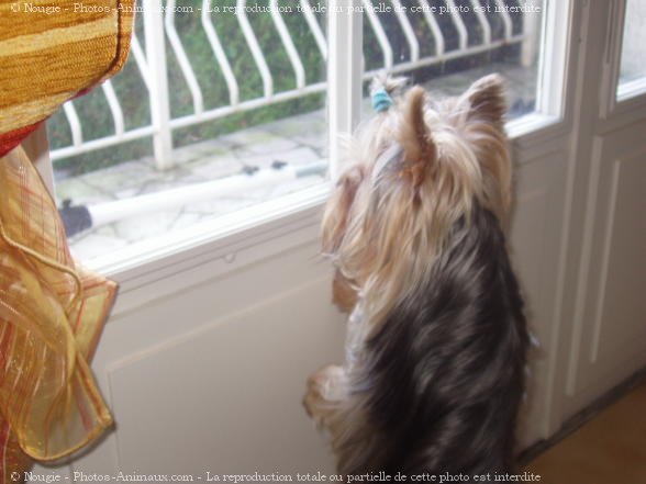 Photo de Yorkshire terrier