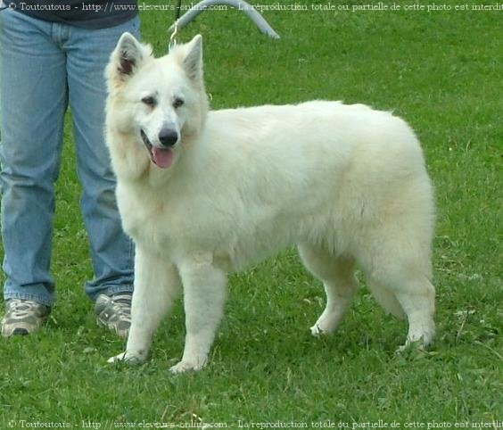 Photo de Berger blanc suisse