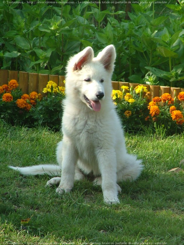 Photo de Berger blanc suisse