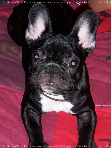 Photo de Bouledogue franais