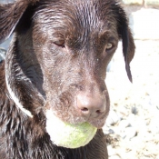 Photo de Labrador retriever