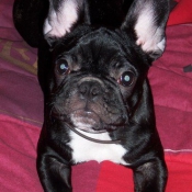 Photo de Bouledogue franais