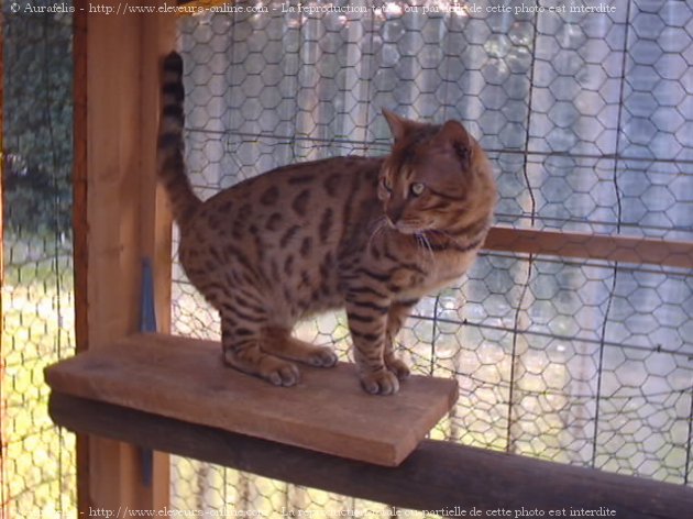 Photo de Bengal