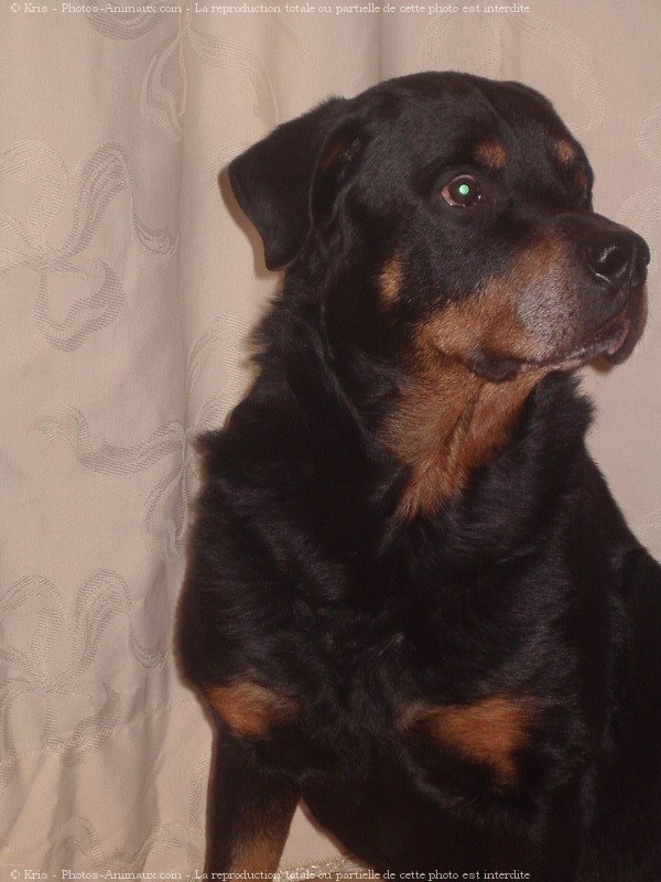 Photo de Rottweiler