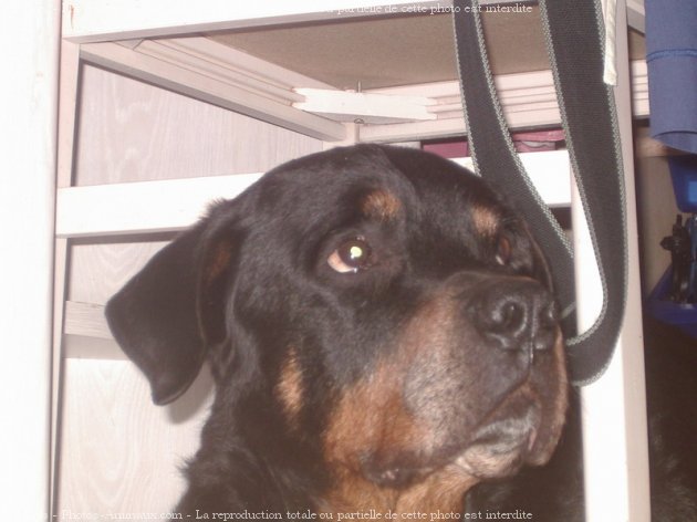 Photo de Rottweiler