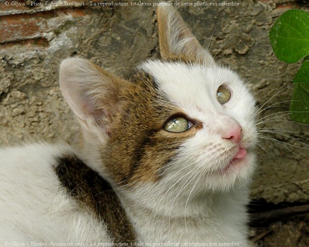 Photo de Chat domestique