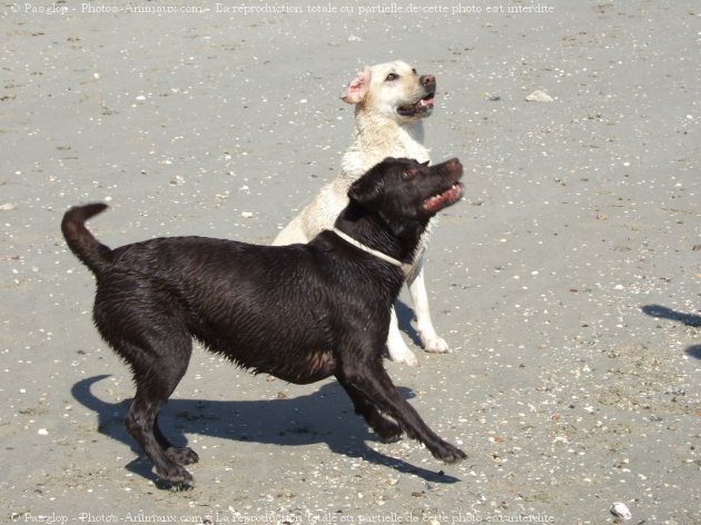 Photo de Labrador retriever