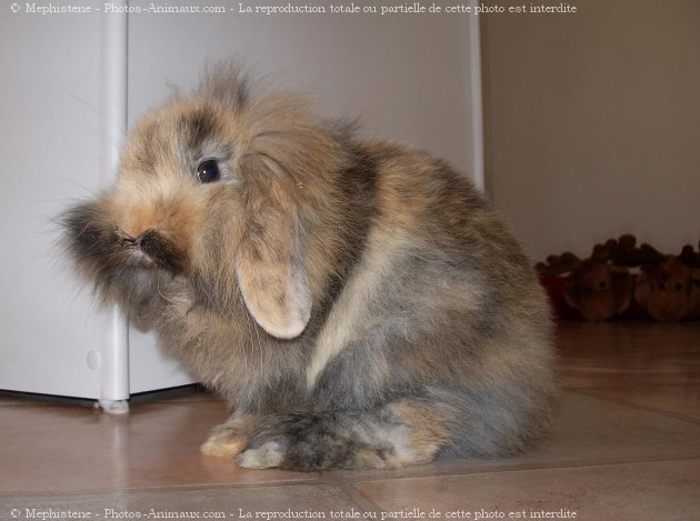 Photo de Lapin