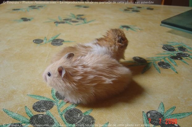 Photo de Hamster