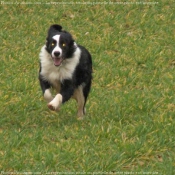 Photo de Border collie