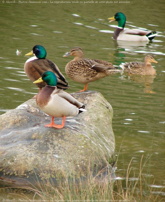 Photo de Canard