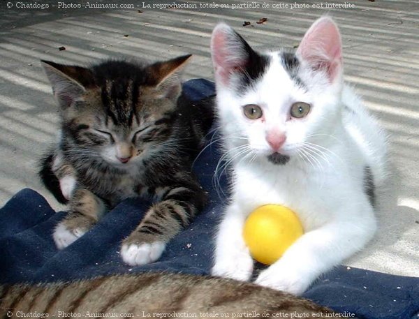 Photo de Chat domestique