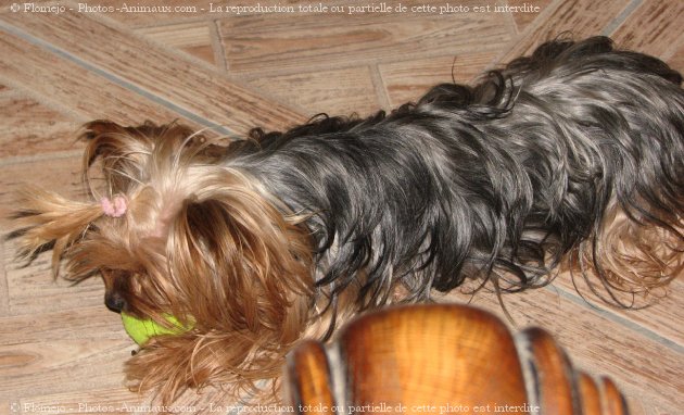 Photo de Yorkshire terrier