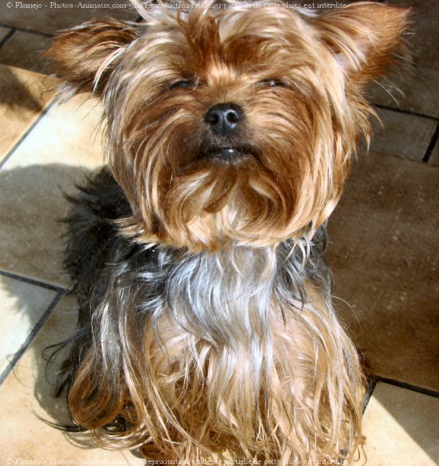 Photo de Yorkshire terrier