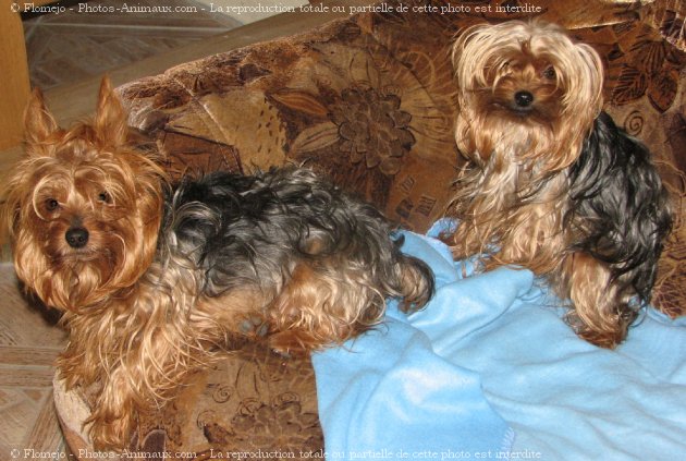 Photo de Yorkshire terrier