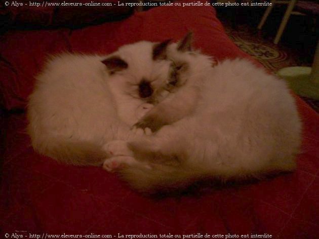 Photo de Sacr de birmanie