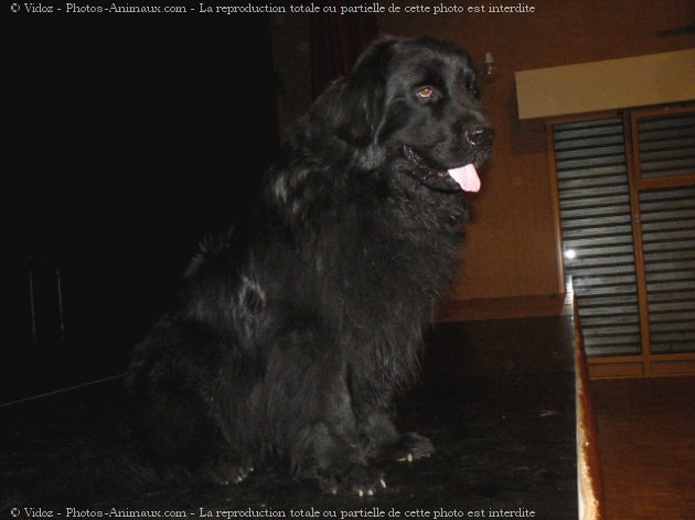 Photo de Chien de terre-neuve