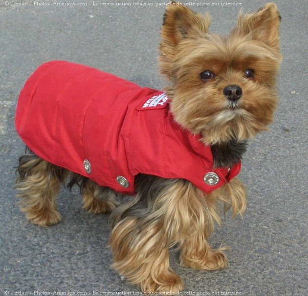 Photo de Yorkshire terrier