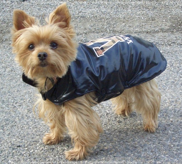 Photo de Yorkshire terrier