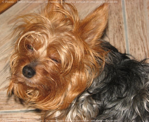 Photo de Yorkshire terrier