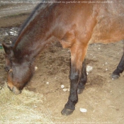 Photo de Races diffrentes