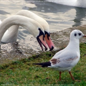 Photo de Races diffrentes