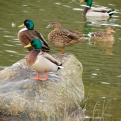 Photo de Canard