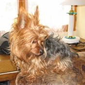 Photo de Yorkshire terrier