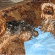 Photo de Yorkshire terrier