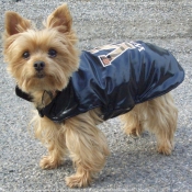 Photo de Yorkshire terrier