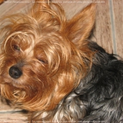 Photo de Yorkshire terrier