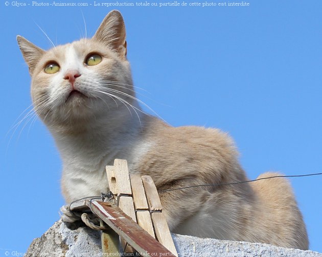 Photo de Chat domestique