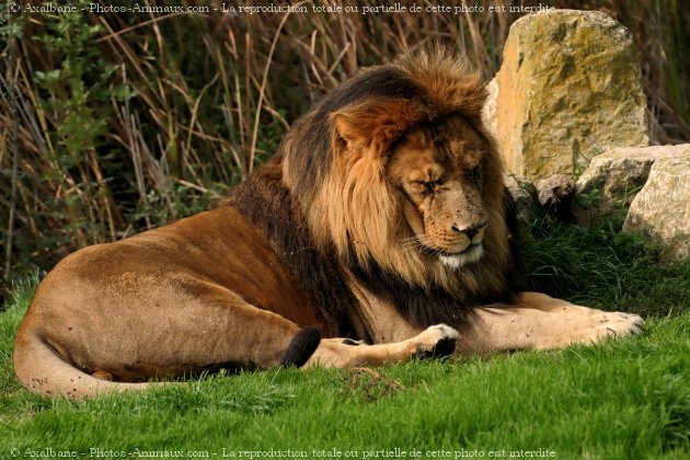 Photo de Lion