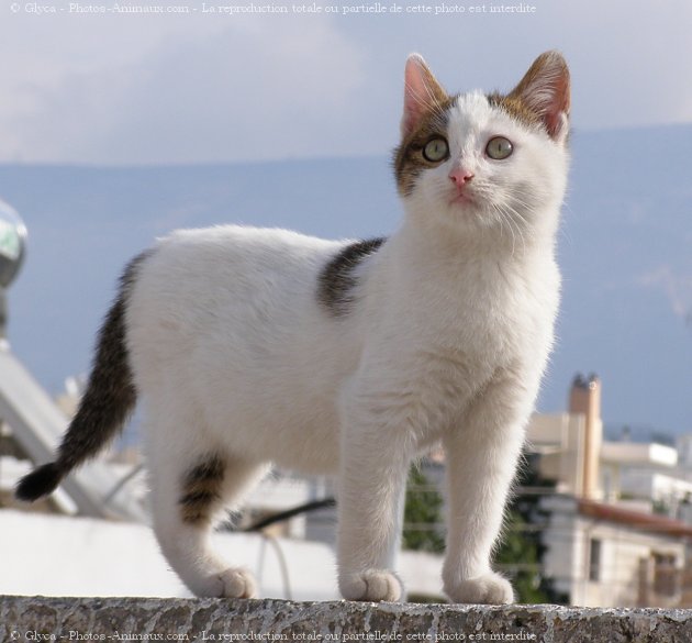 Photo de Chat domestique