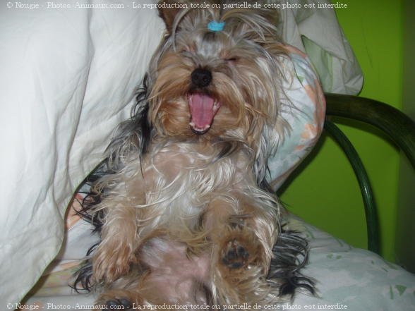 Photo de Yorkshire terrier