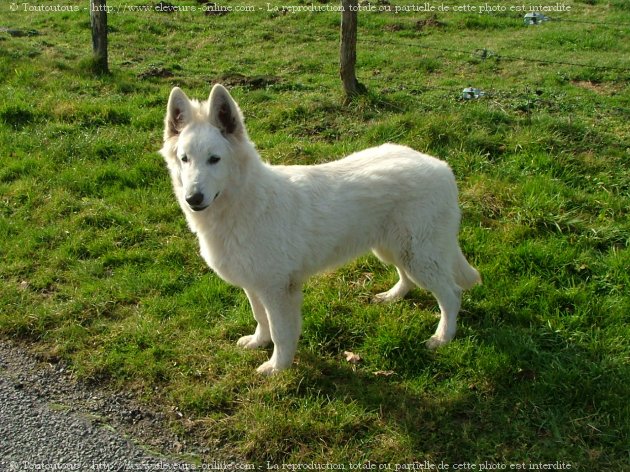 Photo de Berger blanc suisse