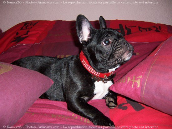 Photo de Bouledogue franais