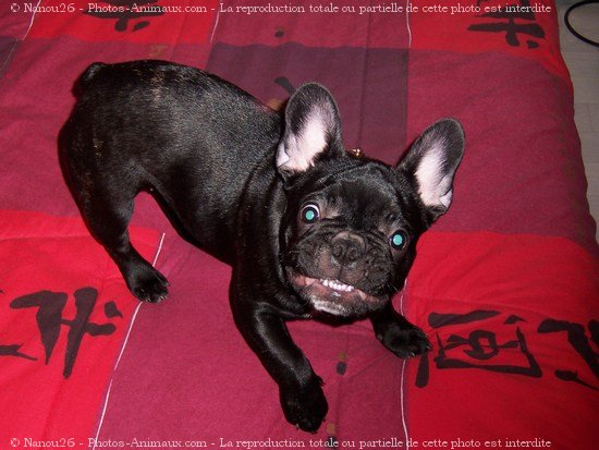 Photo de Bouledogue franais