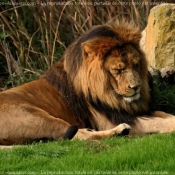 Photo de Lion