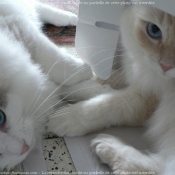 Photo de Ragdoll