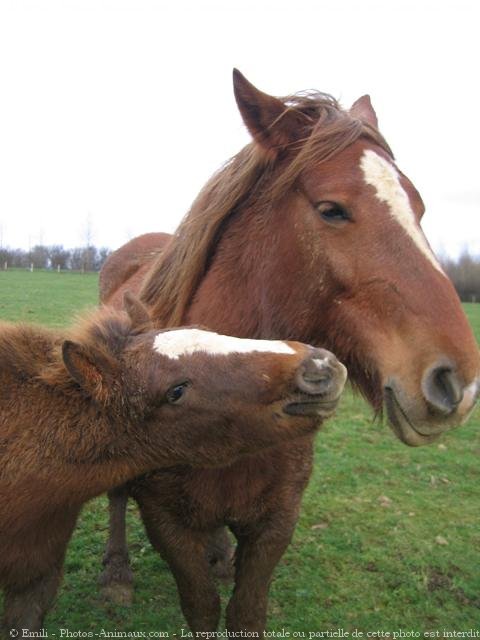 Photo de Races diffrentes