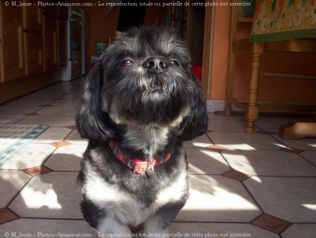 Photo de Lhassa apso