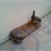 Photo de Lapin