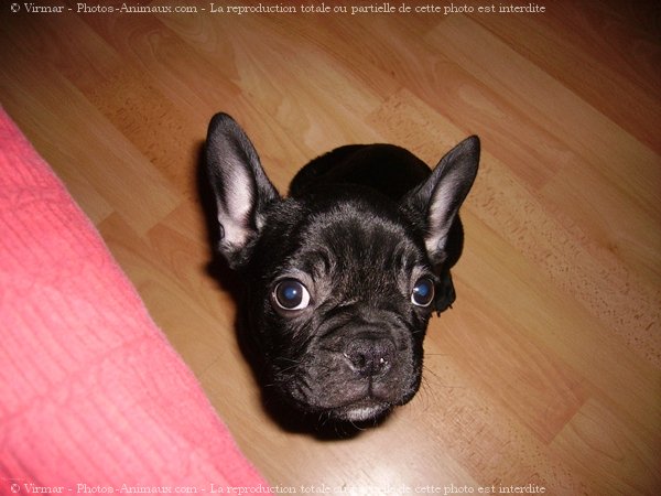 Photo de Bouledogue franais